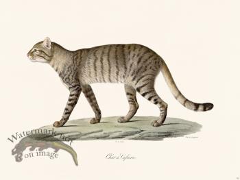 Cuvier 122 Cafrerie Cat